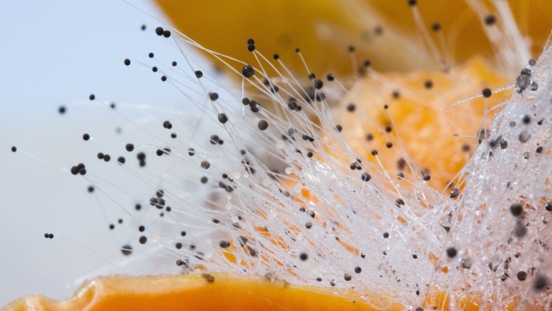 Black Mold Is Very Dangerous To The Health