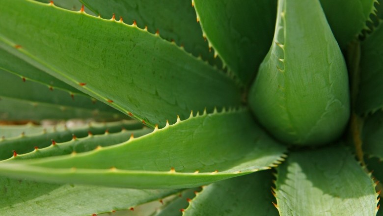 Relieve Constipation with Aloe Vera