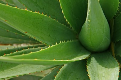 Relieve Constipation with Aloe Vera