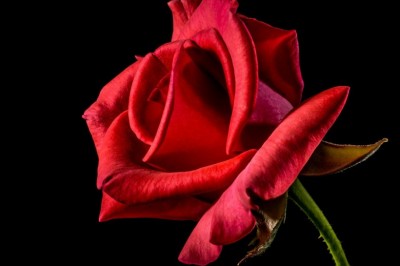 Drying and Preserving Valentine Roses