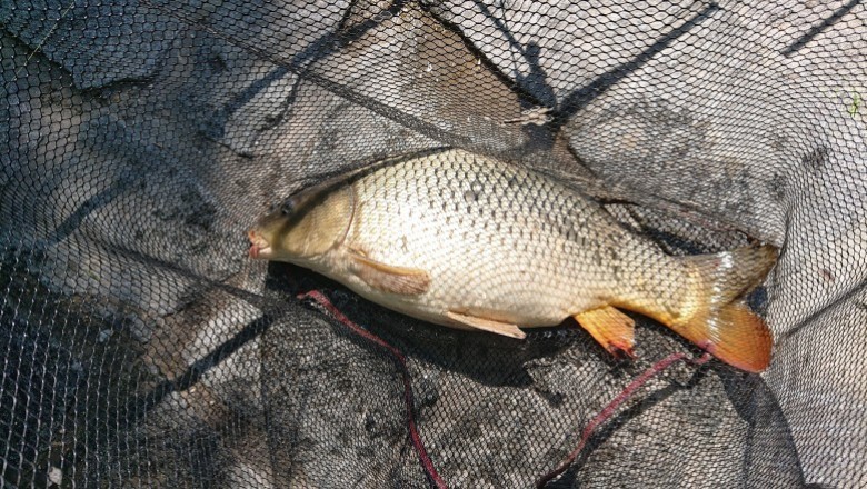 HOMEMADE CARP BAIT SECRETS  Uses of Enzymes, Bacteria, Fermentation and Bait Curing Technique