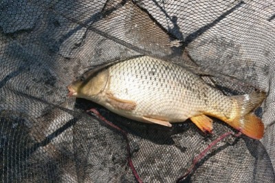 HOMEMADE CARP BAIT SECRETS  Uses of Enzymes, Bacteria, Fermentation and Bait Curing Technique