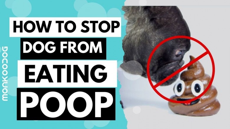How to Stop Dog Stool Eating Behavior