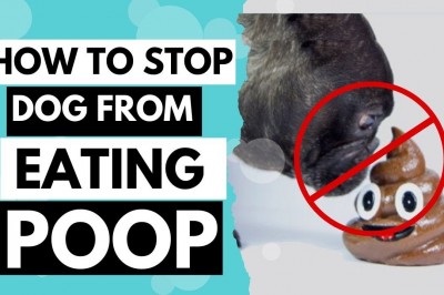 How to Stop Dog Stool Eating Behavior